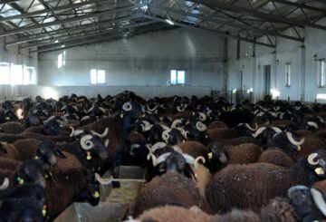 Malatya küçükbaş hayvan ağıl ahır ciftlik yapan firmalar